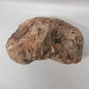 Versteinertes Holz Madagaskar